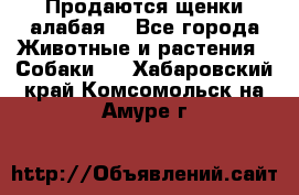 Продаются щенки алабая  - Все города Животные и растения » Собаки   . Хабаровский край,Комсомольск-на-Амуре г.